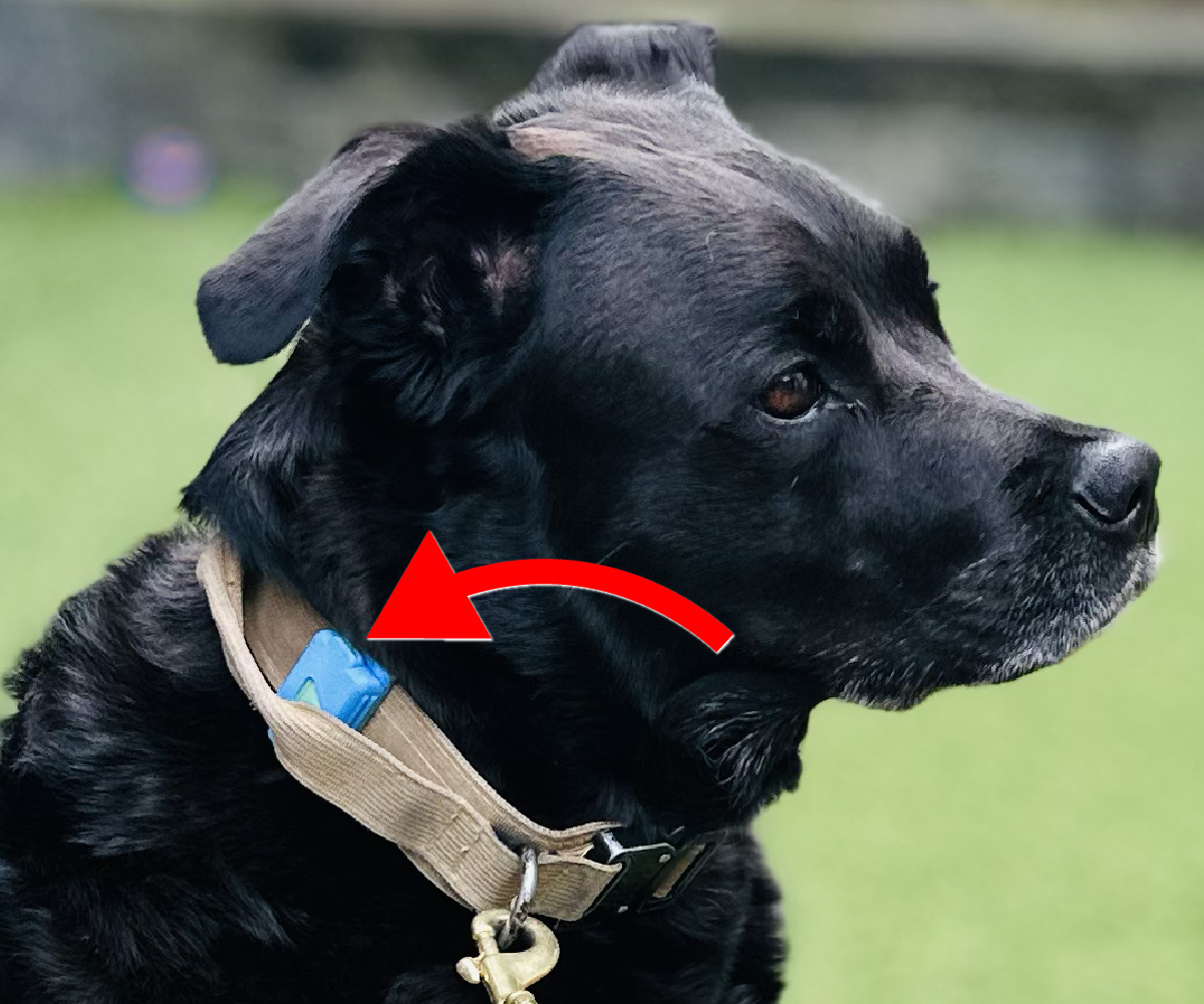 CollarPod – Poop Bag Holder for Dog’s Collar